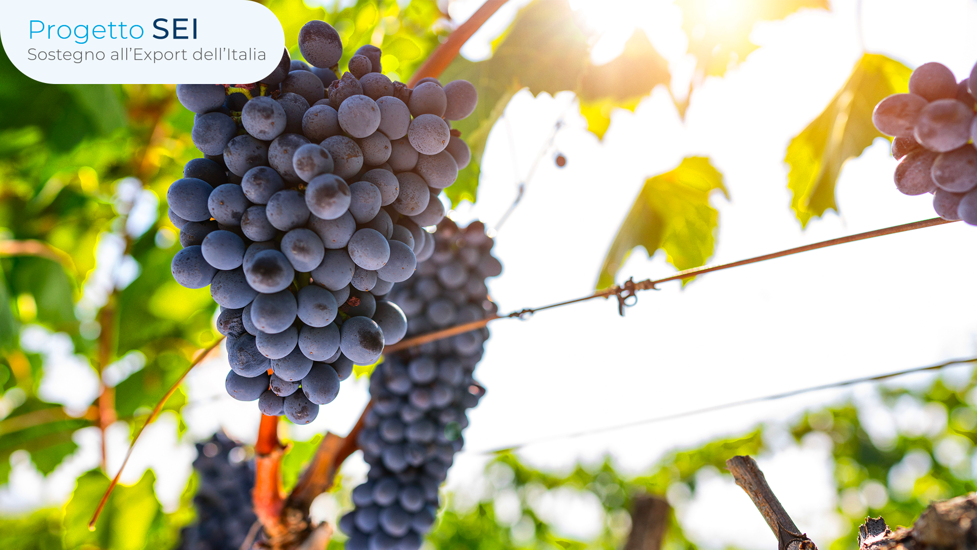 Export agroalimentare: nel 2024 vale quasi l’11% dell’export totale italiano